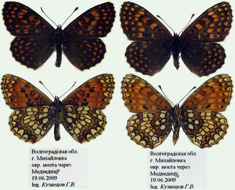 Melitaea britomartis